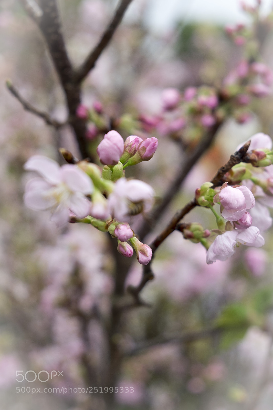 Fujifilm X-T10 sample photo. Sakura photography