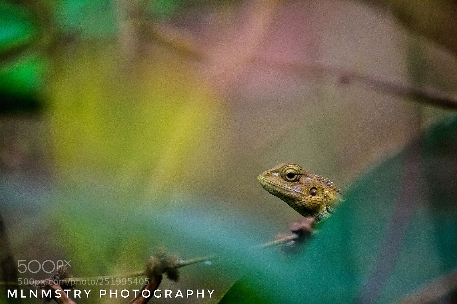 Canon EOS 1200D (EOS Rebel T5 / EOS Kiss X70 / EOS Hi) sample photo. A chameleon photography