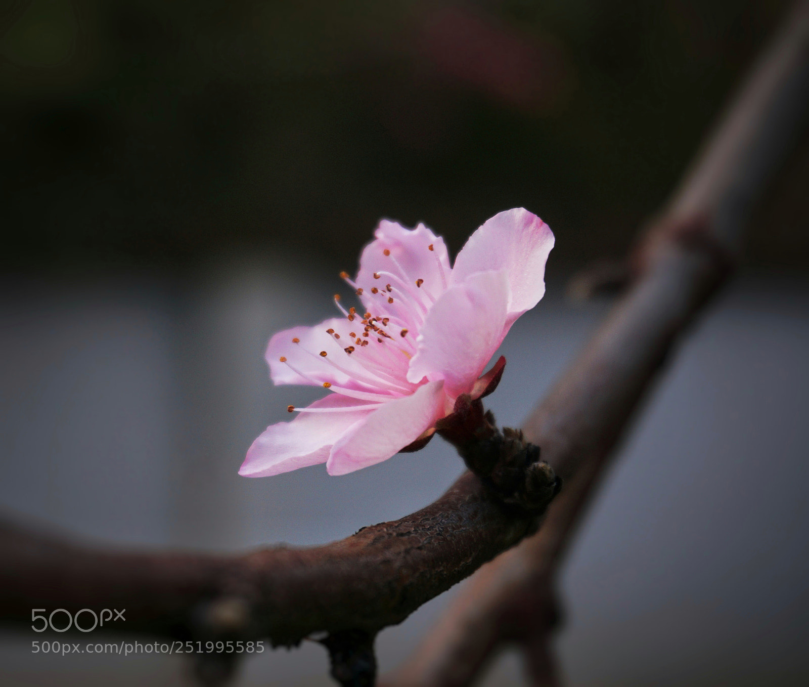 Sony a6000 sample photo. Peach blossom photography