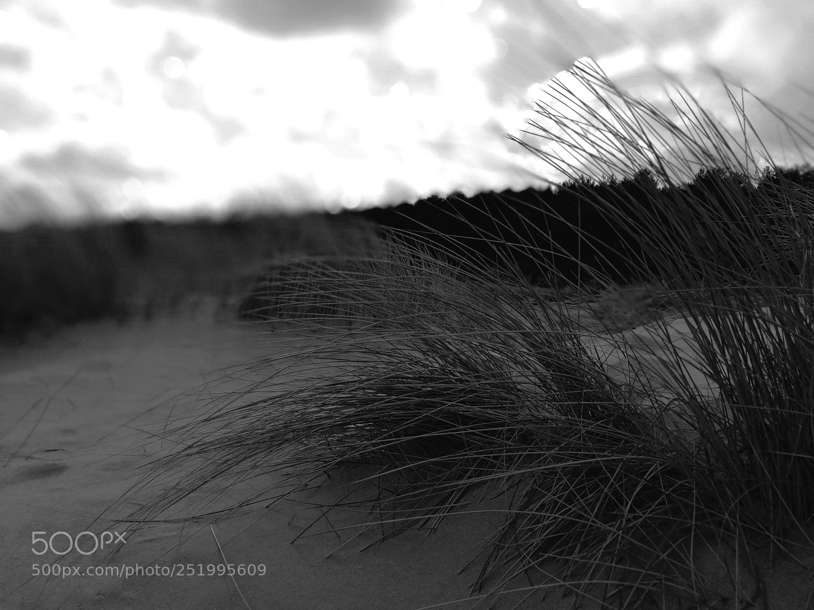 HUAWEI Honor 8 sample photo. Dune grasses photography