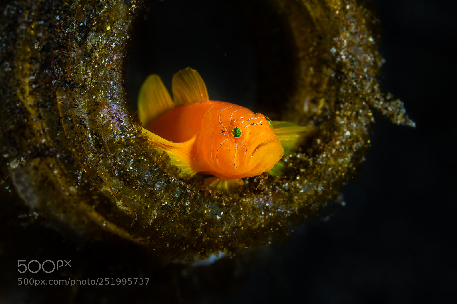 Canon EOS 7D sample photo. Lemon drop goby looking photography