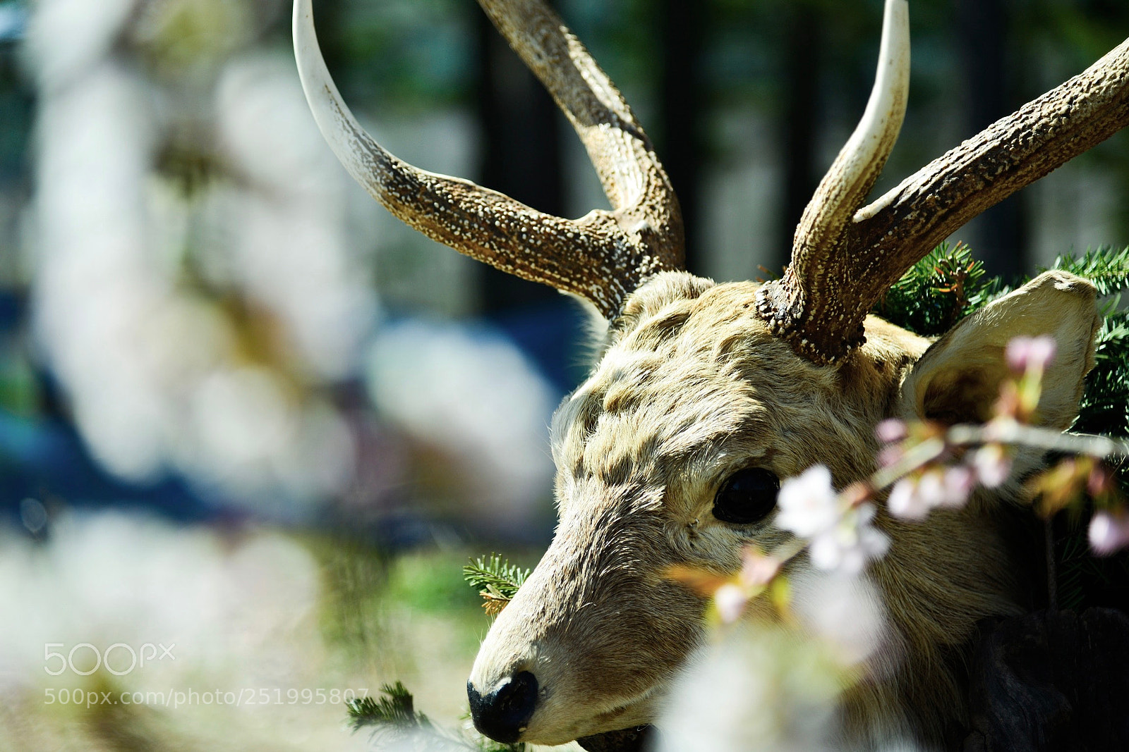 Nikon D800E sample photo. Deer photography