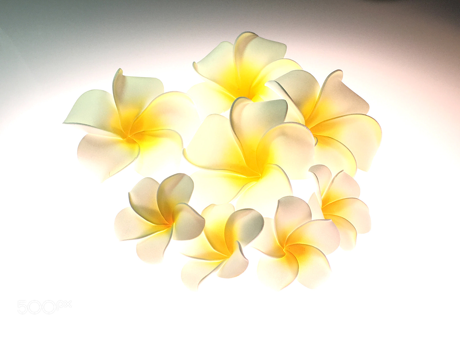 Apple iPhone 6s Plus sample photo. Plumeria alba 雞蛋花 photography