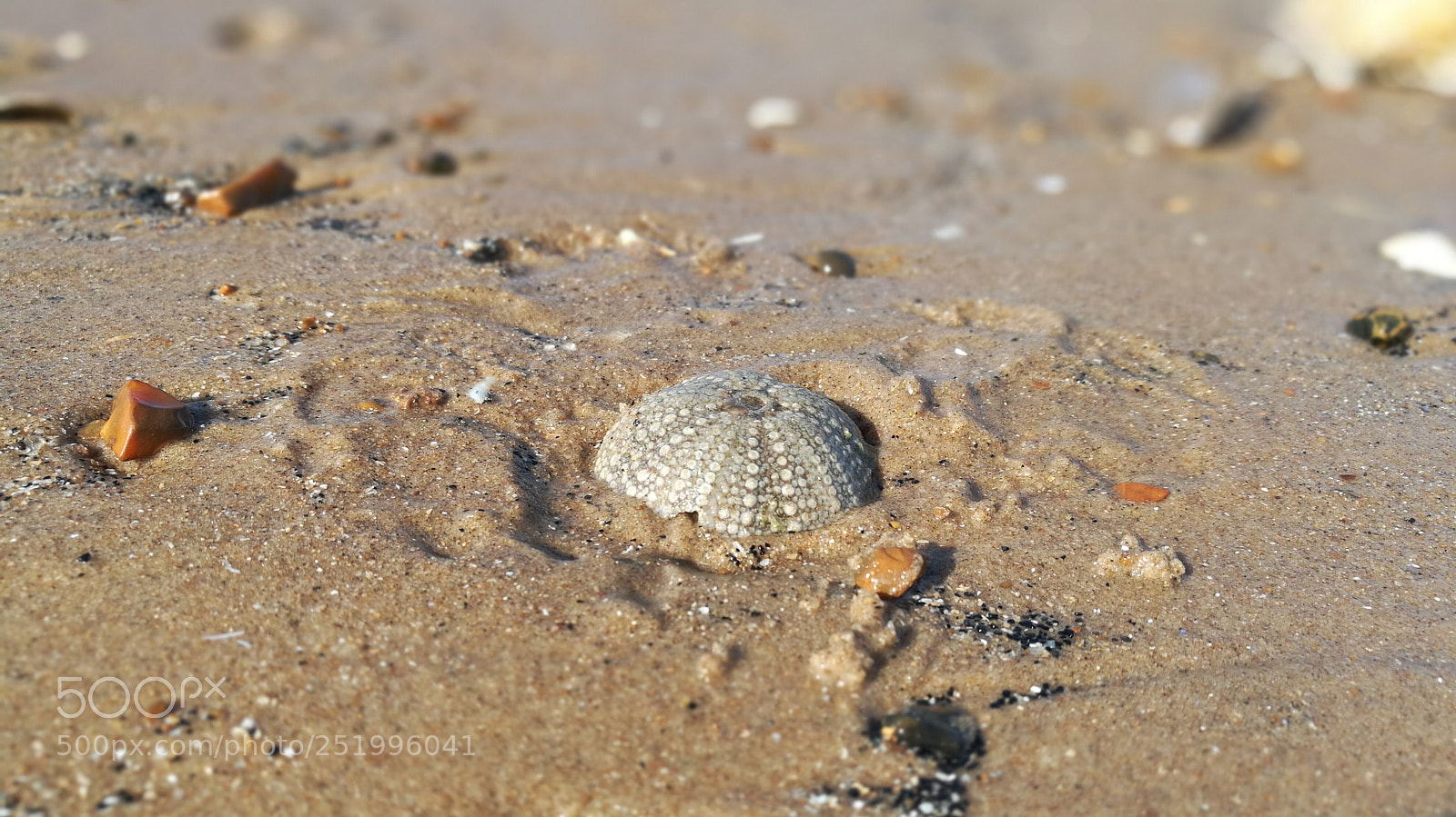 HUAWEI Honor 8 sample photo. Little urchin photography