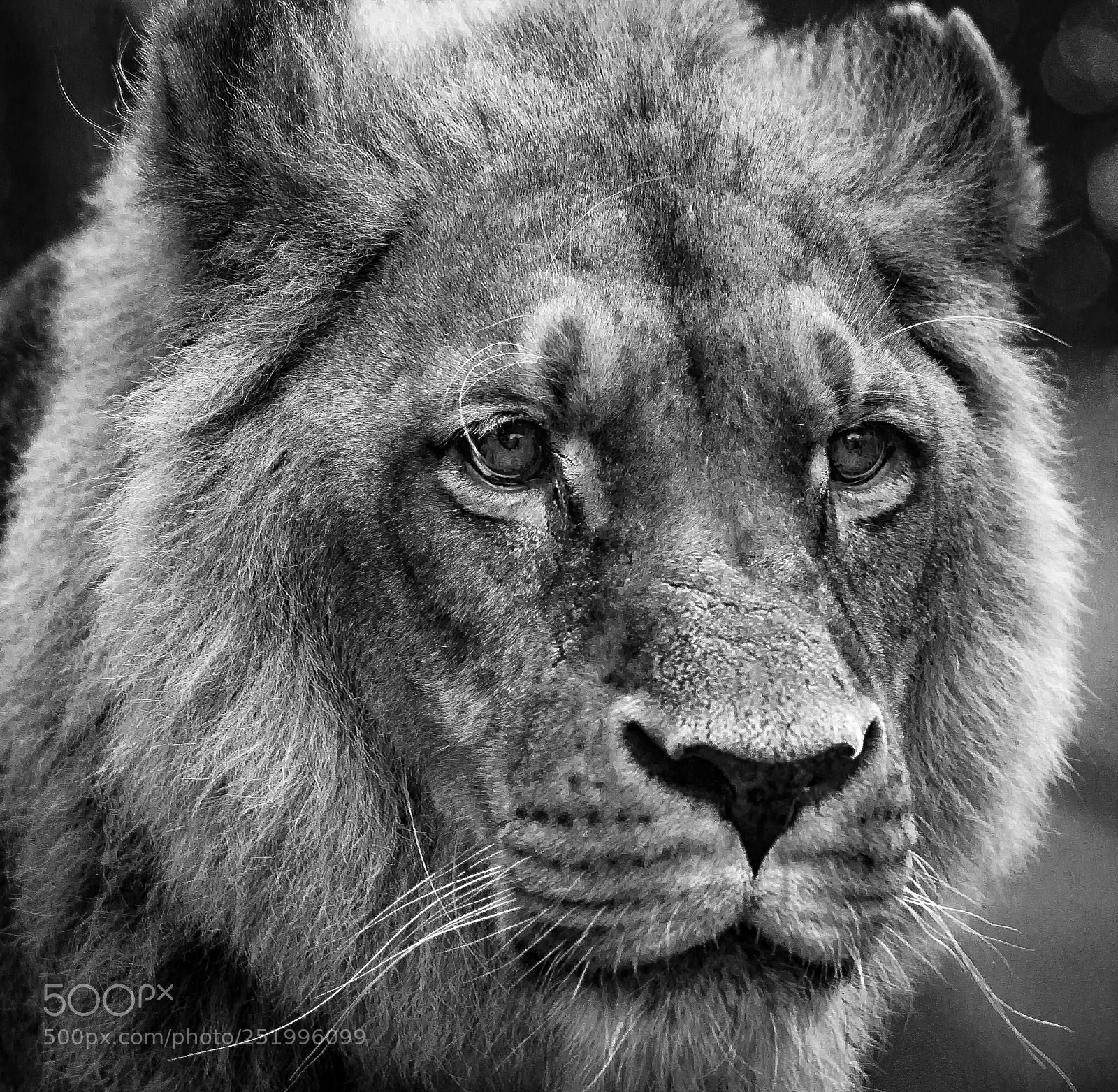 Nikon D800 sample photo. Young male lion photography