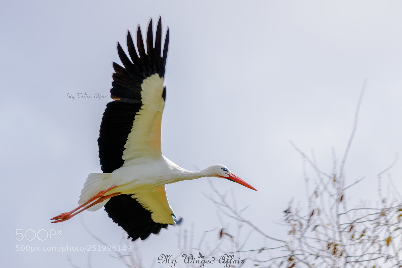 Nikon D3100 sample photo. White stork photography