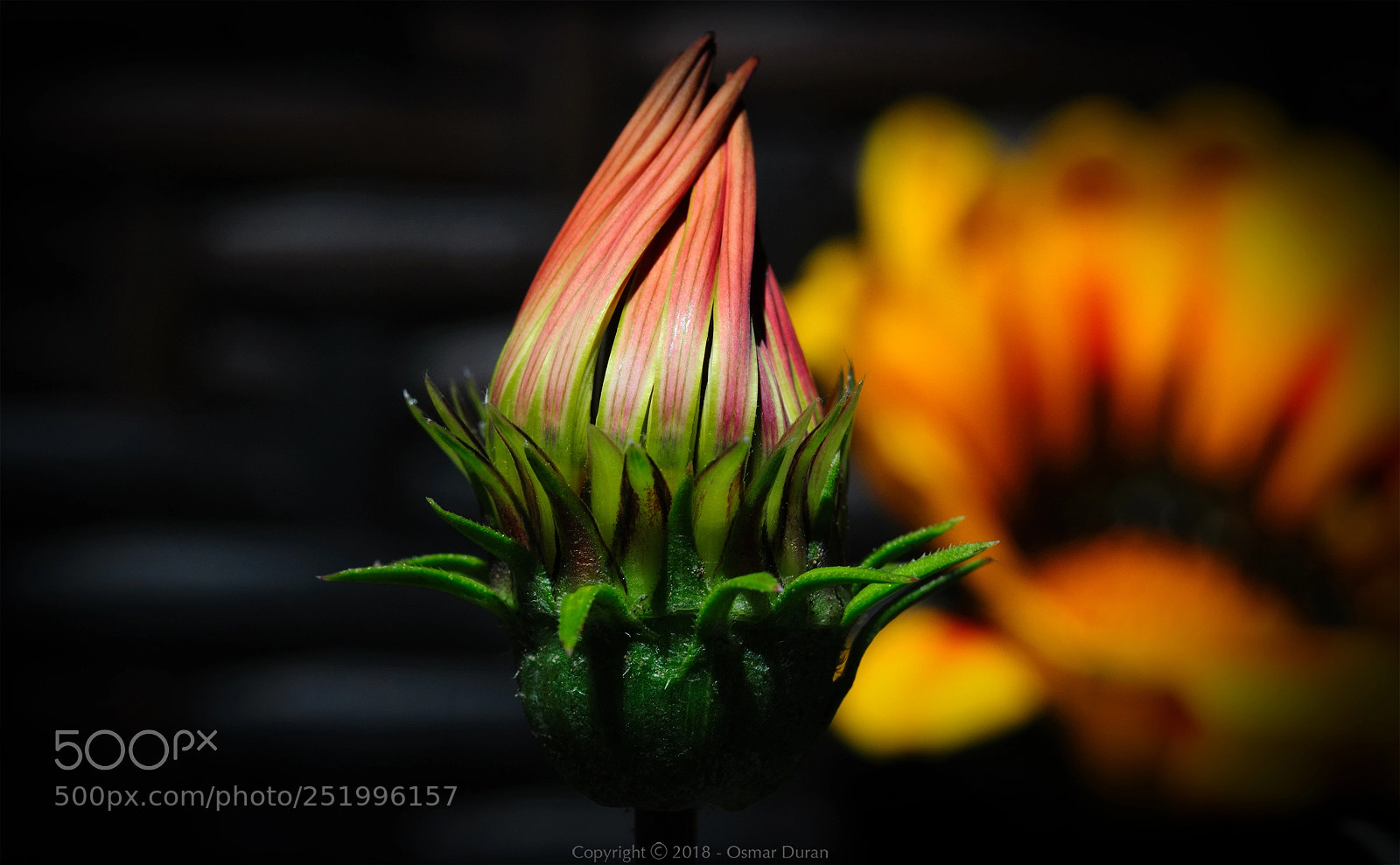 Nikon D300 sample photo. Shy photography