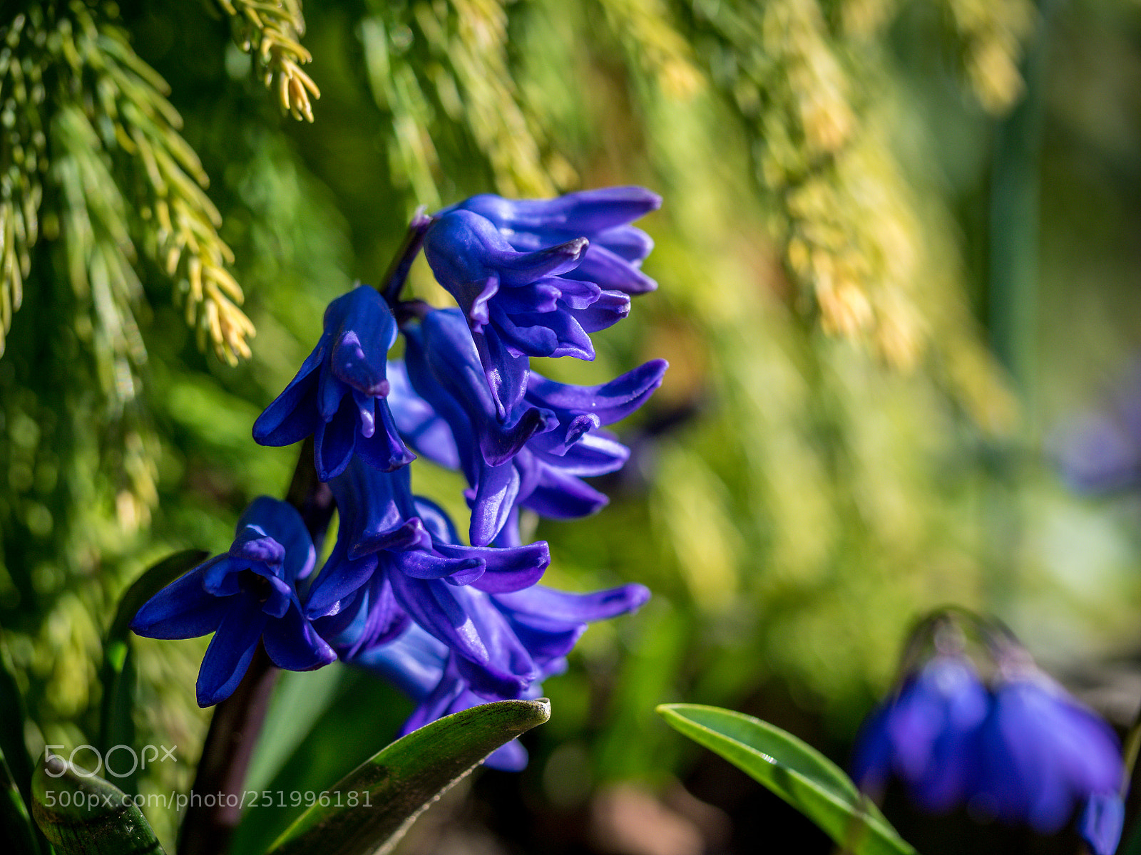 Olympus OM-D E-M1 sample photo. Springtime photography