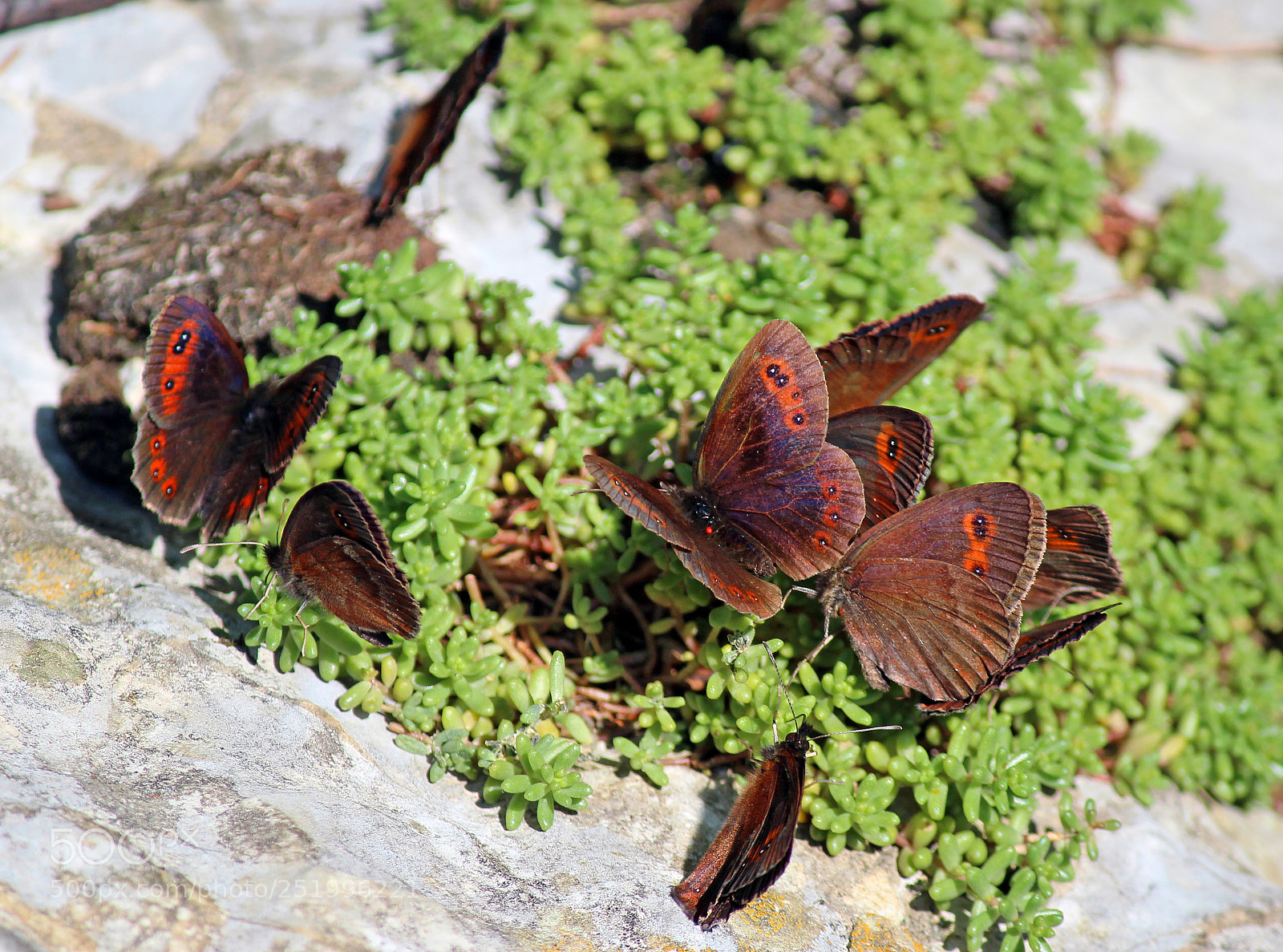 Canon EOS 600D (Rebel EOS T3i / EOS Kiss X5) sample photo. Butterfly family photography