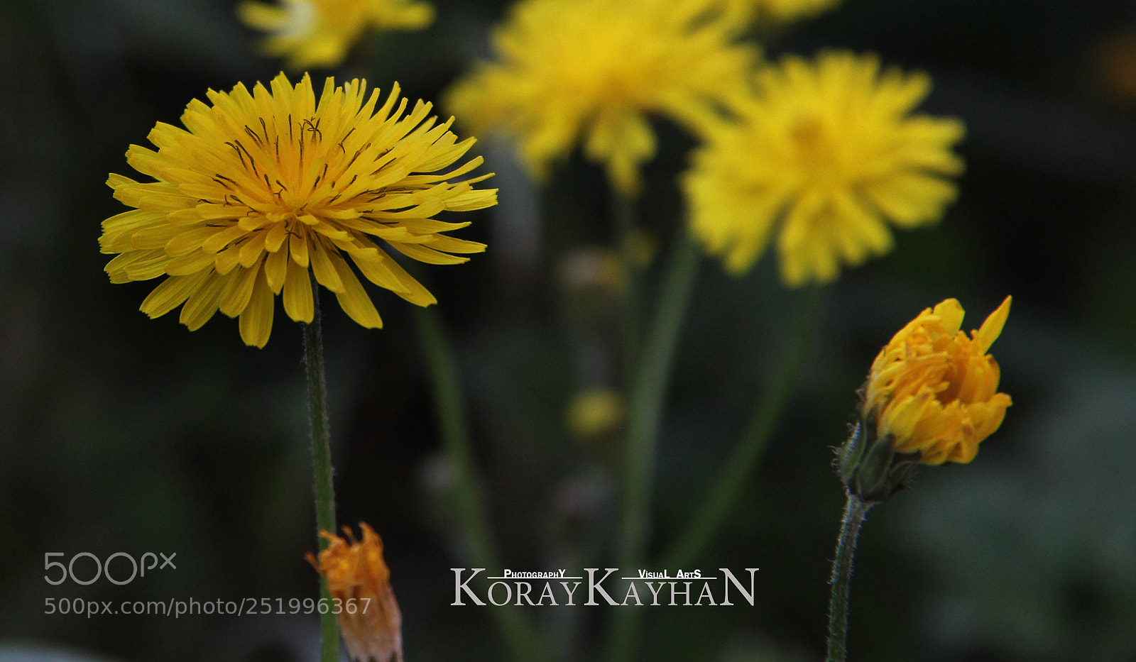 Canon EOS 60D sample photo. Karahİndİba photography