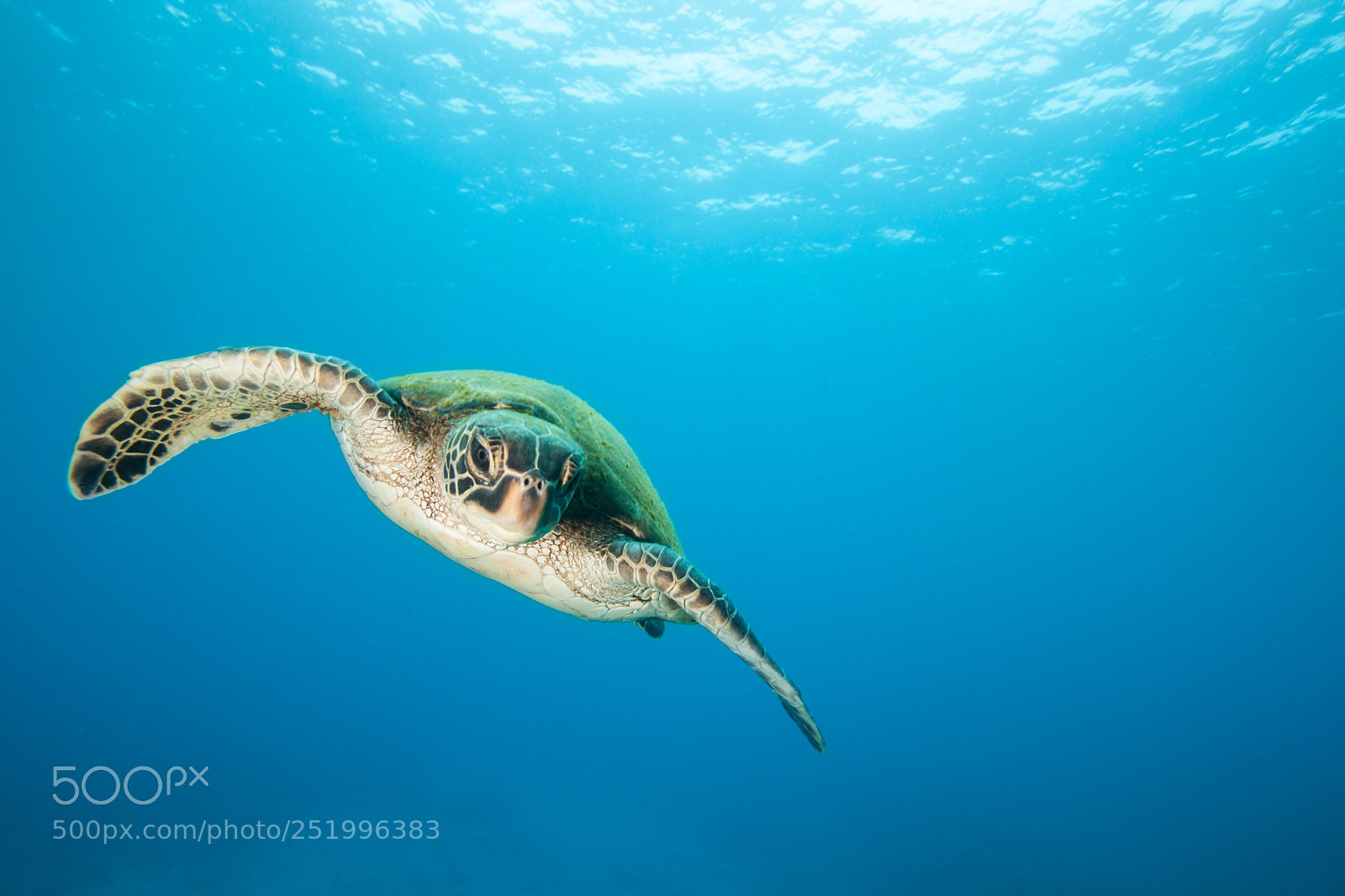 Canon EOS 5D Mark II sample photo. Young green sea turtle photography