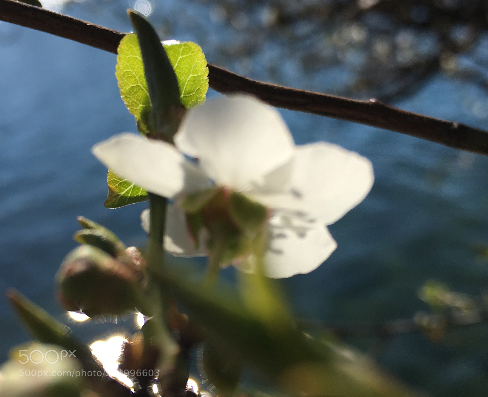 Apple iPhone 6s sample photo. First blossoms  photography
