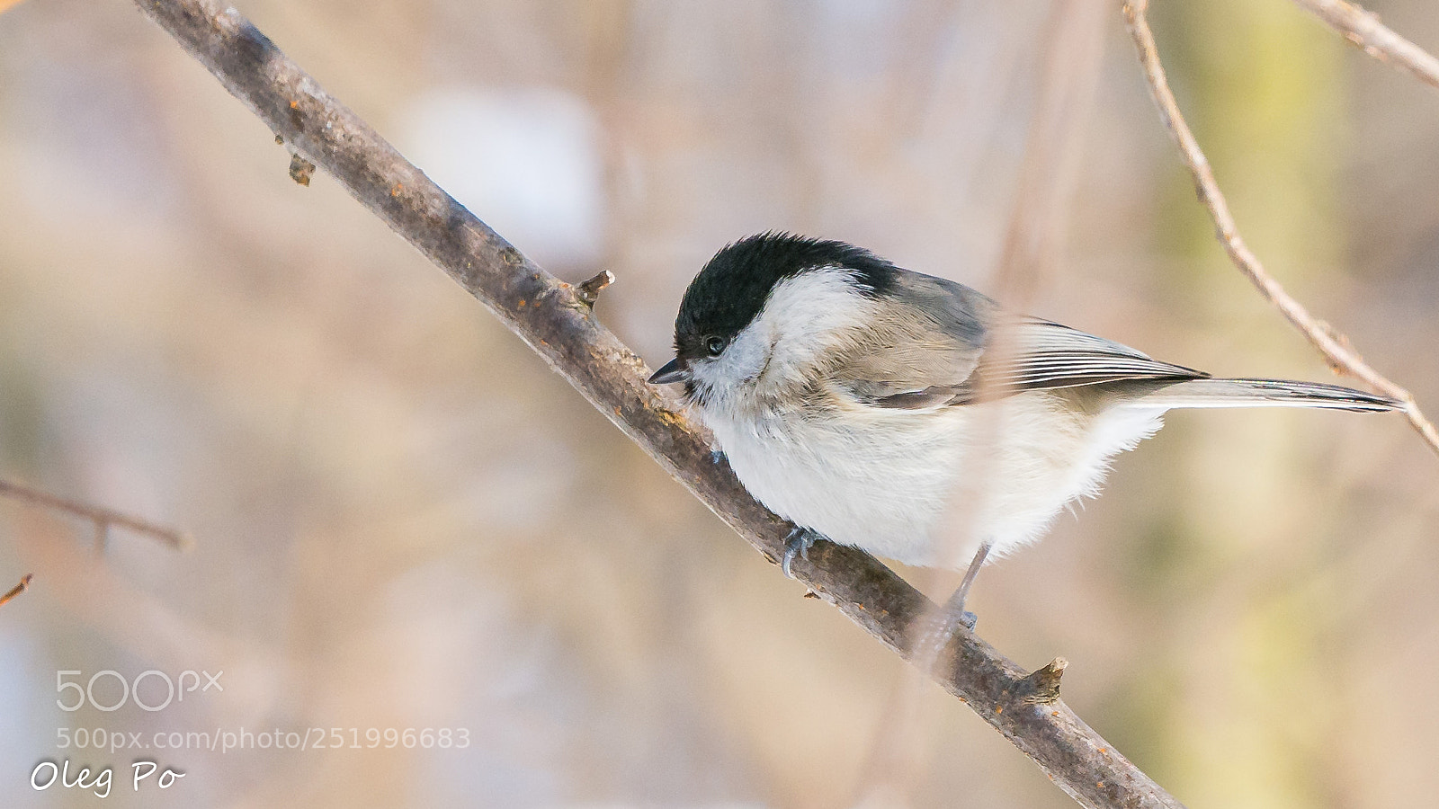 Nikon D7200 sample photo. Winter birds #4 photography