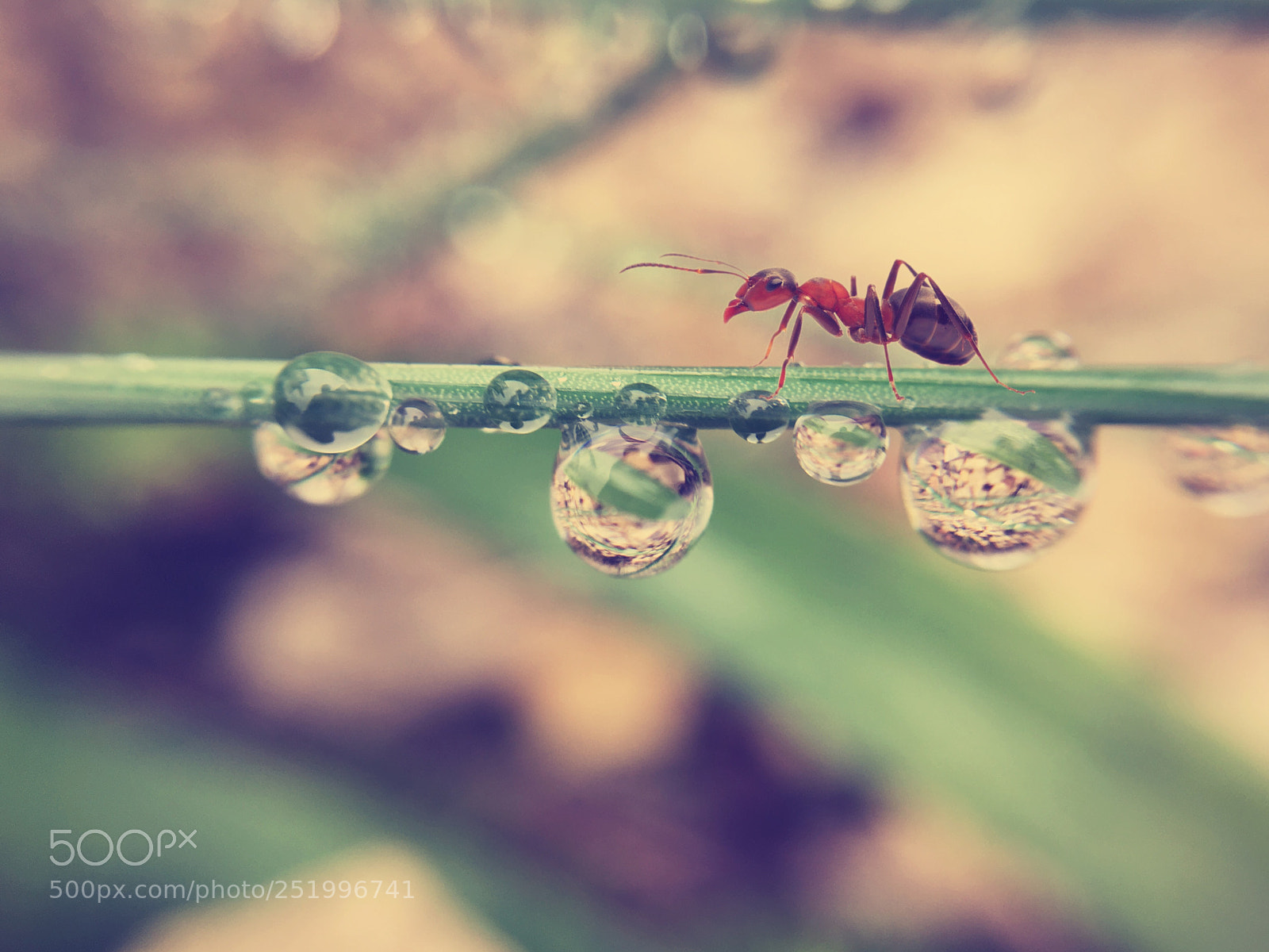 Apple iPhone 6s sample photo. Ant after rain photography