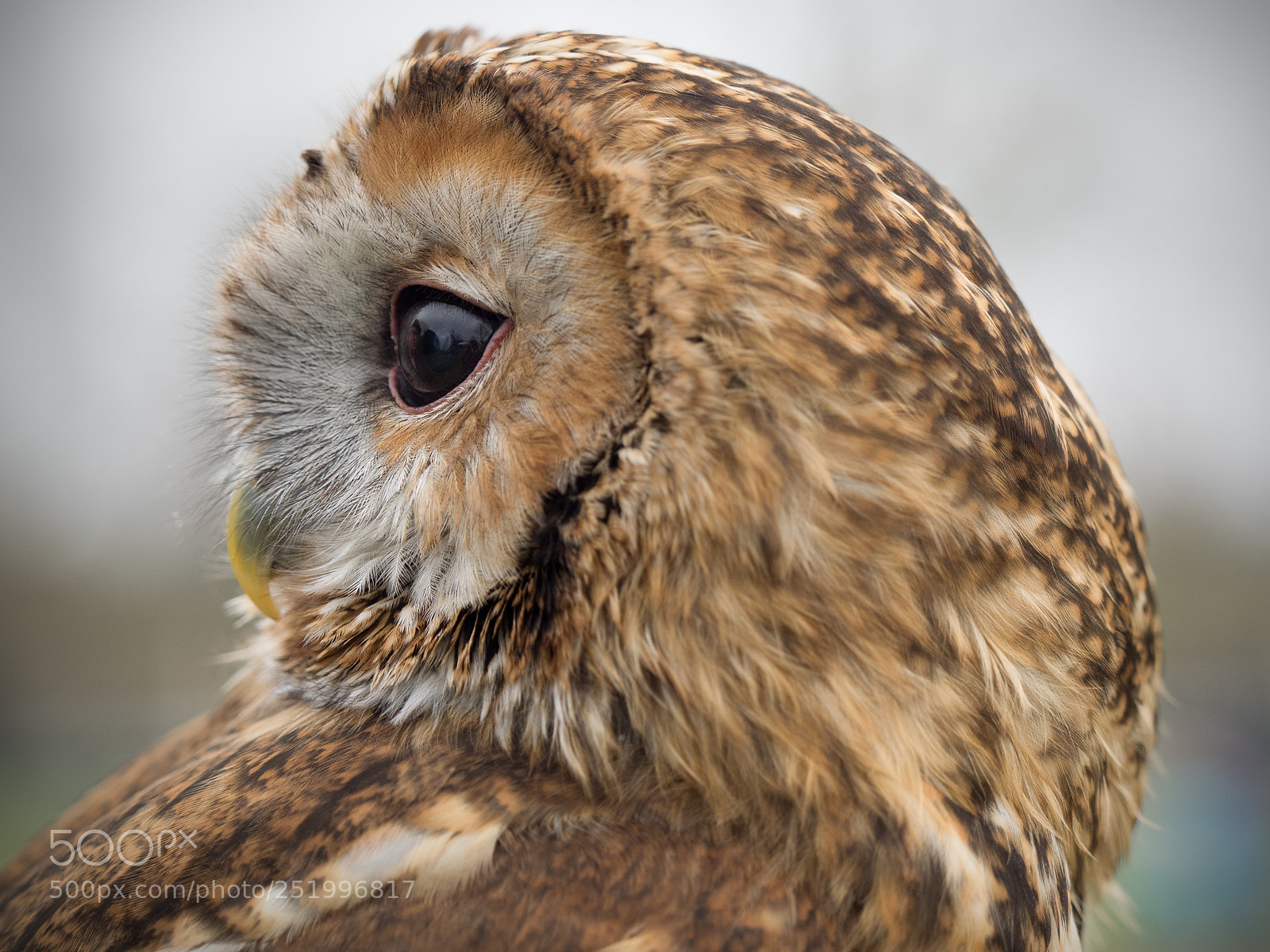 Olympus OM-D E-M1 sample photo. Waldkauz photography