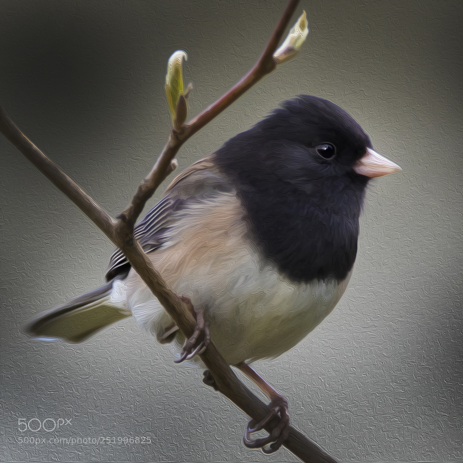 Canon EOS M5 sample photo. Dark-eyed junco photography