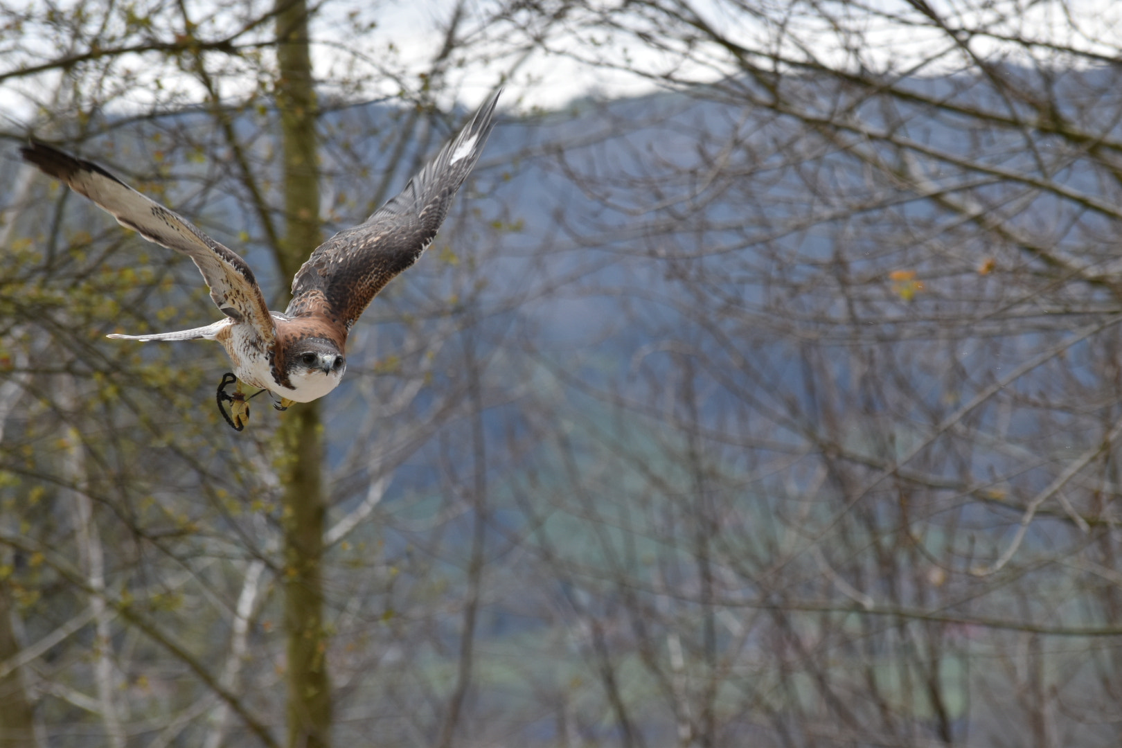 Nikon D5600 sample photo. The flight photography