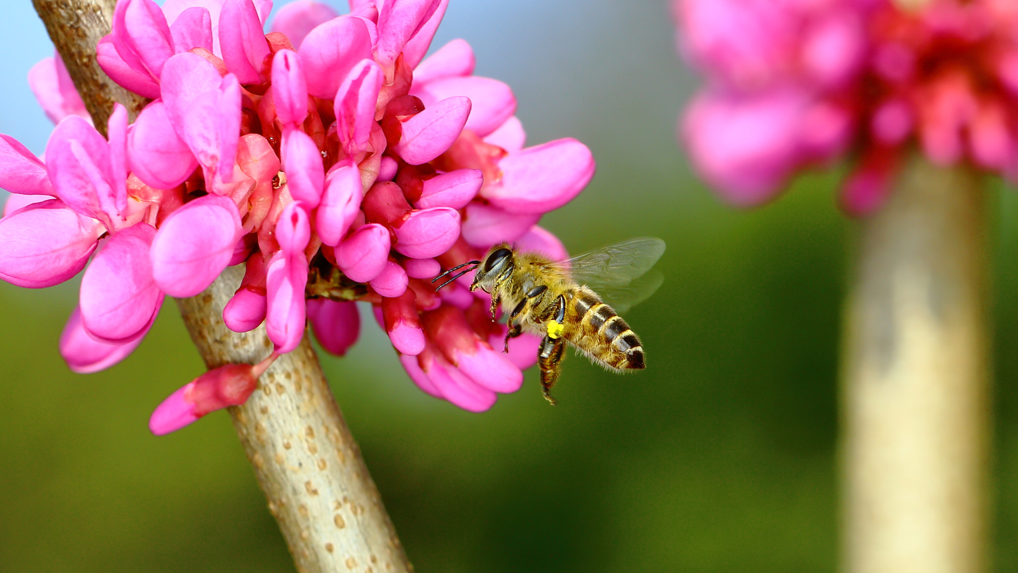 Canon EF 100mm F2.8L Macro IS USM sample photo. Img photography