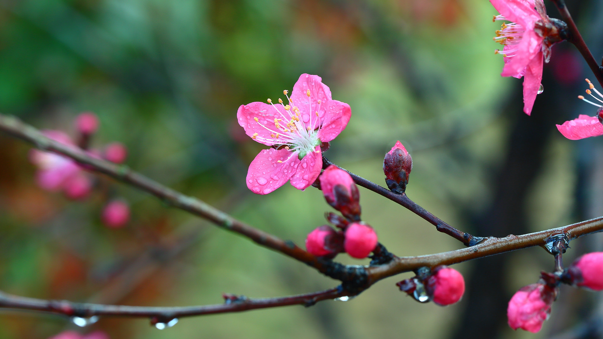 Canon EF 100mm F2.8L Macro IS USM sample photo. Img photography