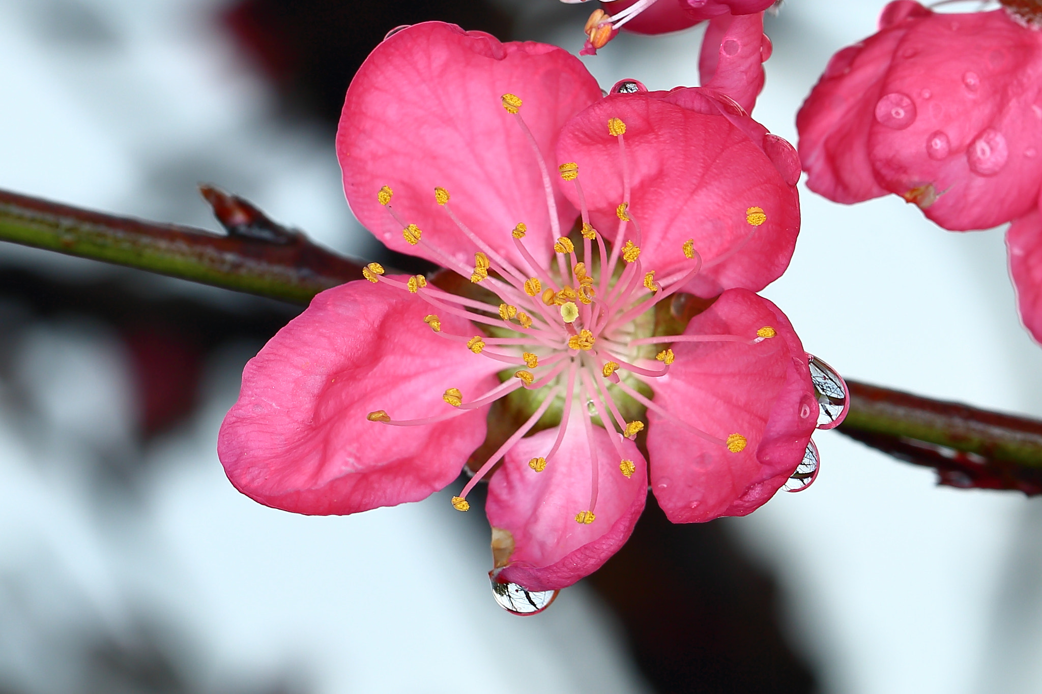 Canon EF 100mm F2.8L Macro IS USM sample photo. Img photography