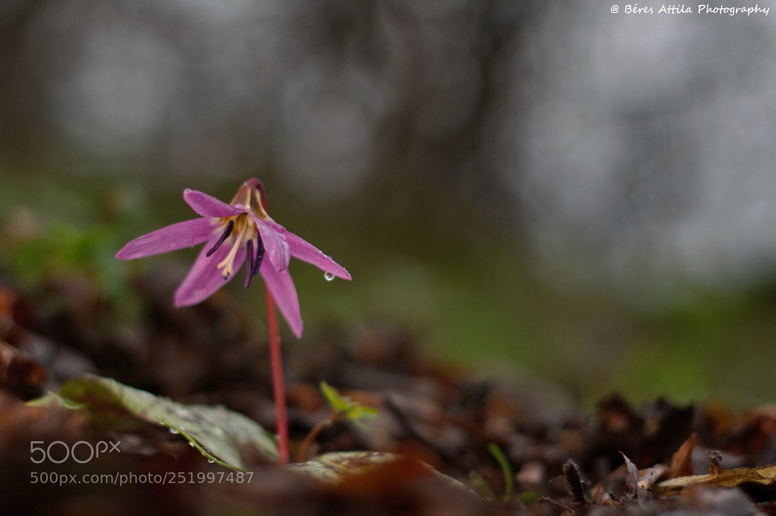 Nikon D3300 sample photo. After rain erythronium dens photography