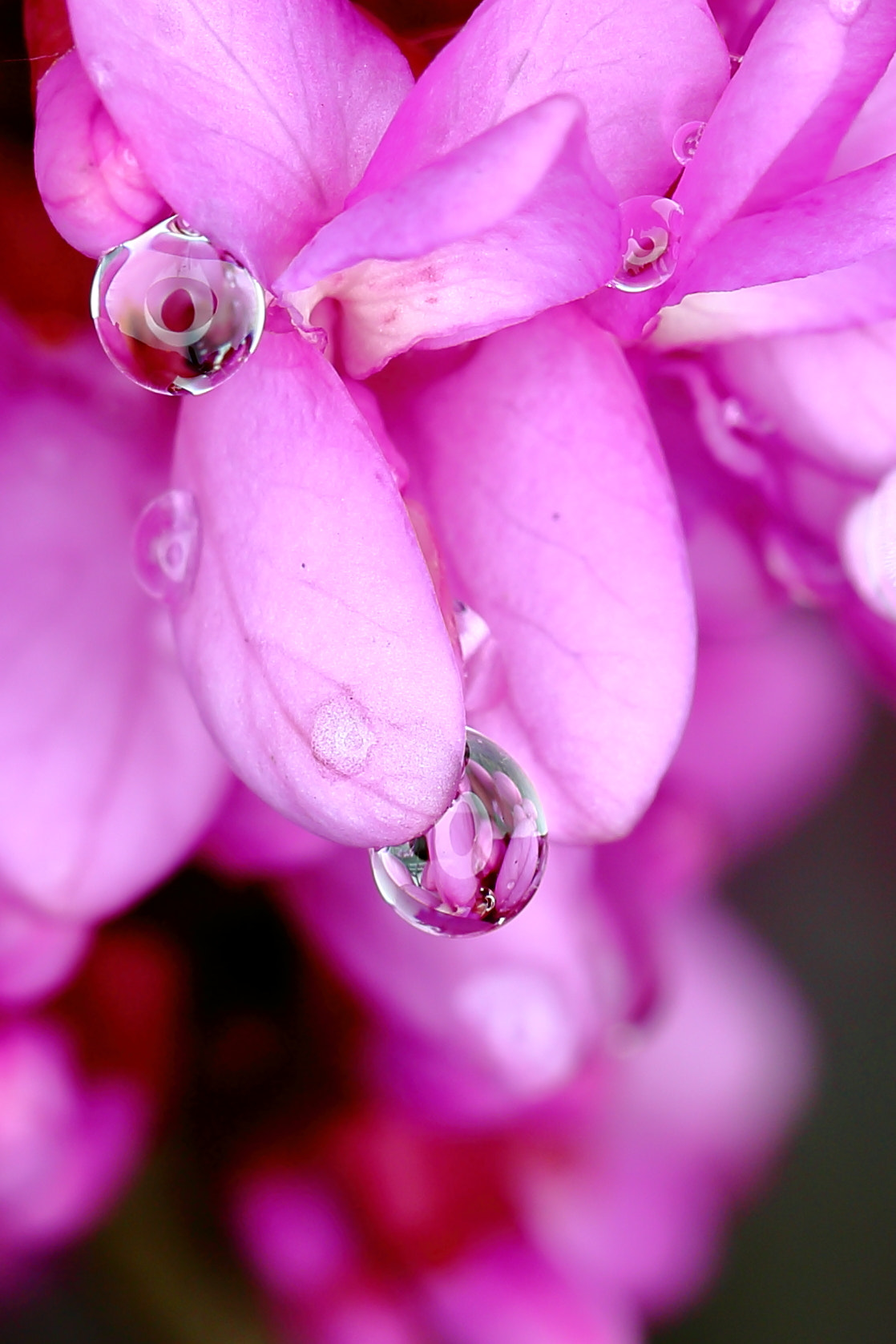 Canon EF 100mm F2.8L Macro IS USM sample photo. Img photography
