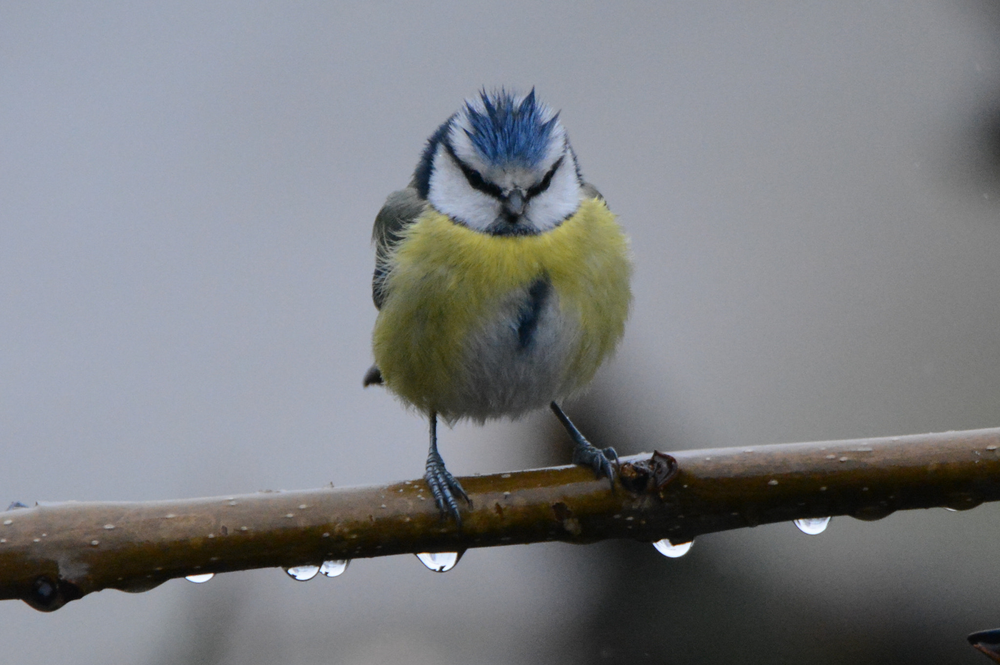 Nikon D5200 sample photo. Hungry bird photography