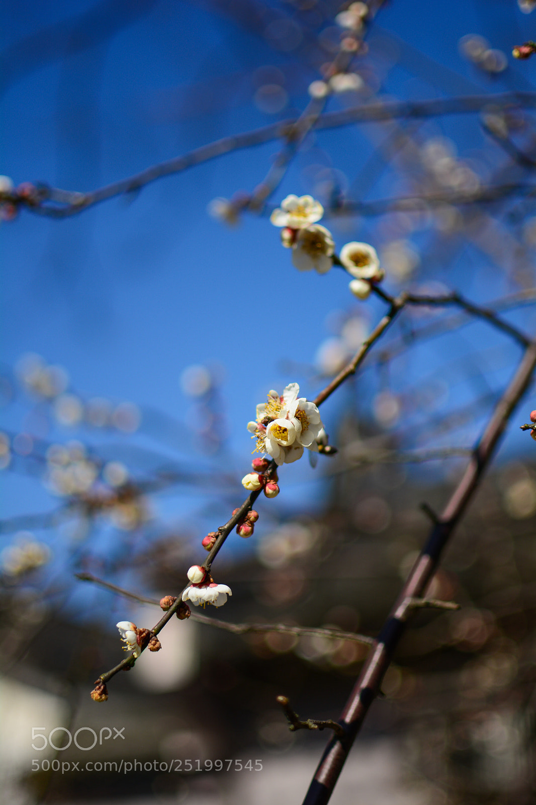 Nikon D7100 sample photo. Spring in beijing photography