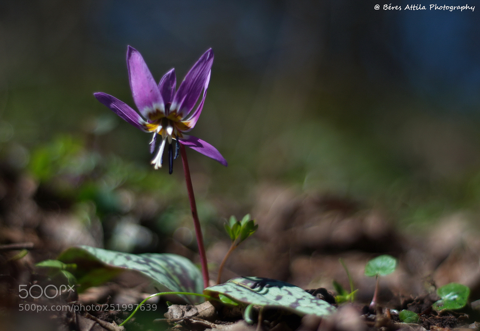 Nikon D3300 sample photo. Beauty (erythronium dens canis) photography