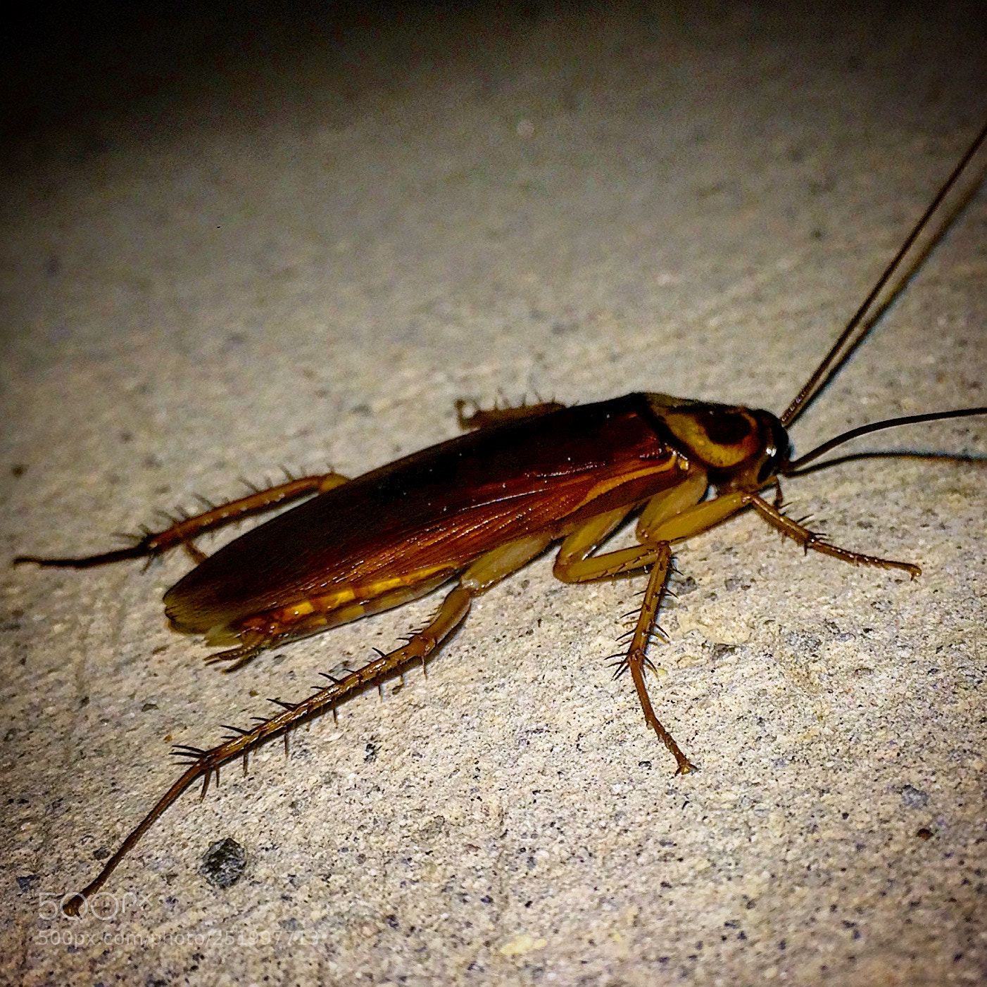 Apple iPhone 5s sample photo. Aunque t cnicamente no photography