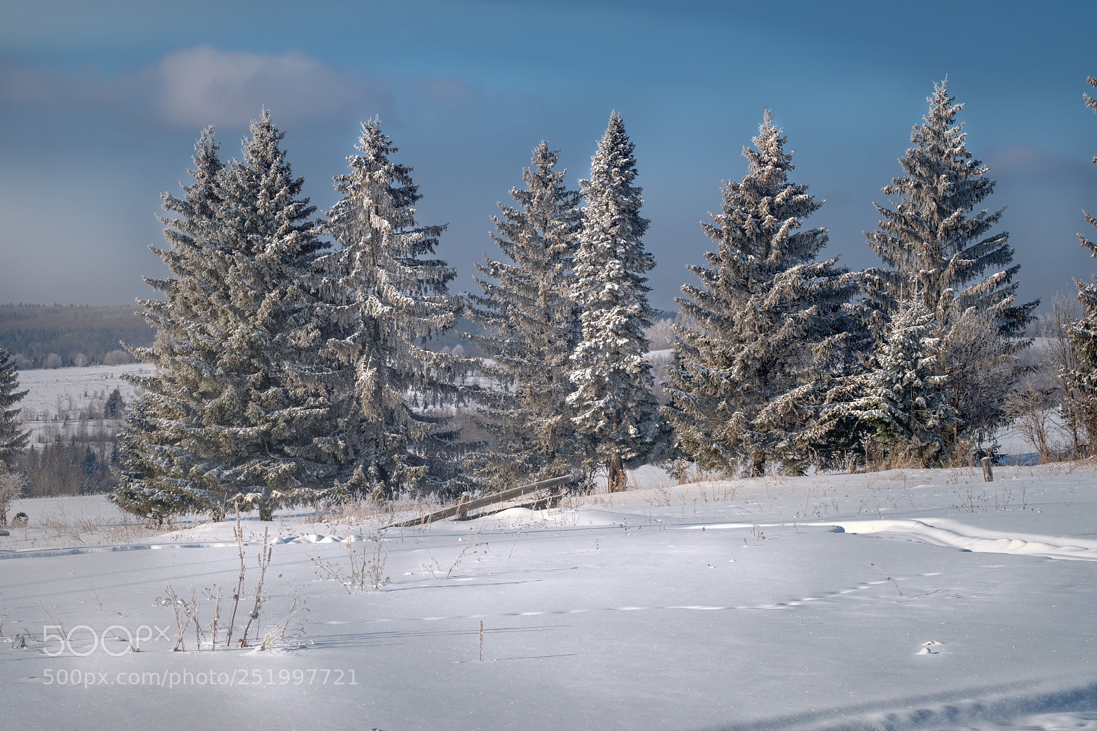 Fujifilm X-T20 sample photo. Fir-trees photography