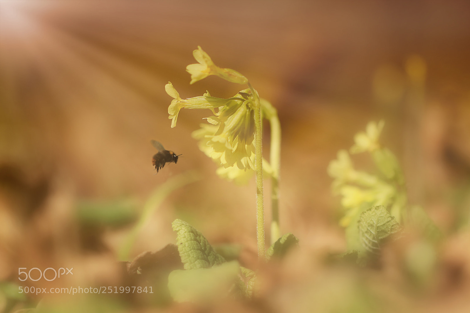 Canon EOS 80D sample photo. Spring photography