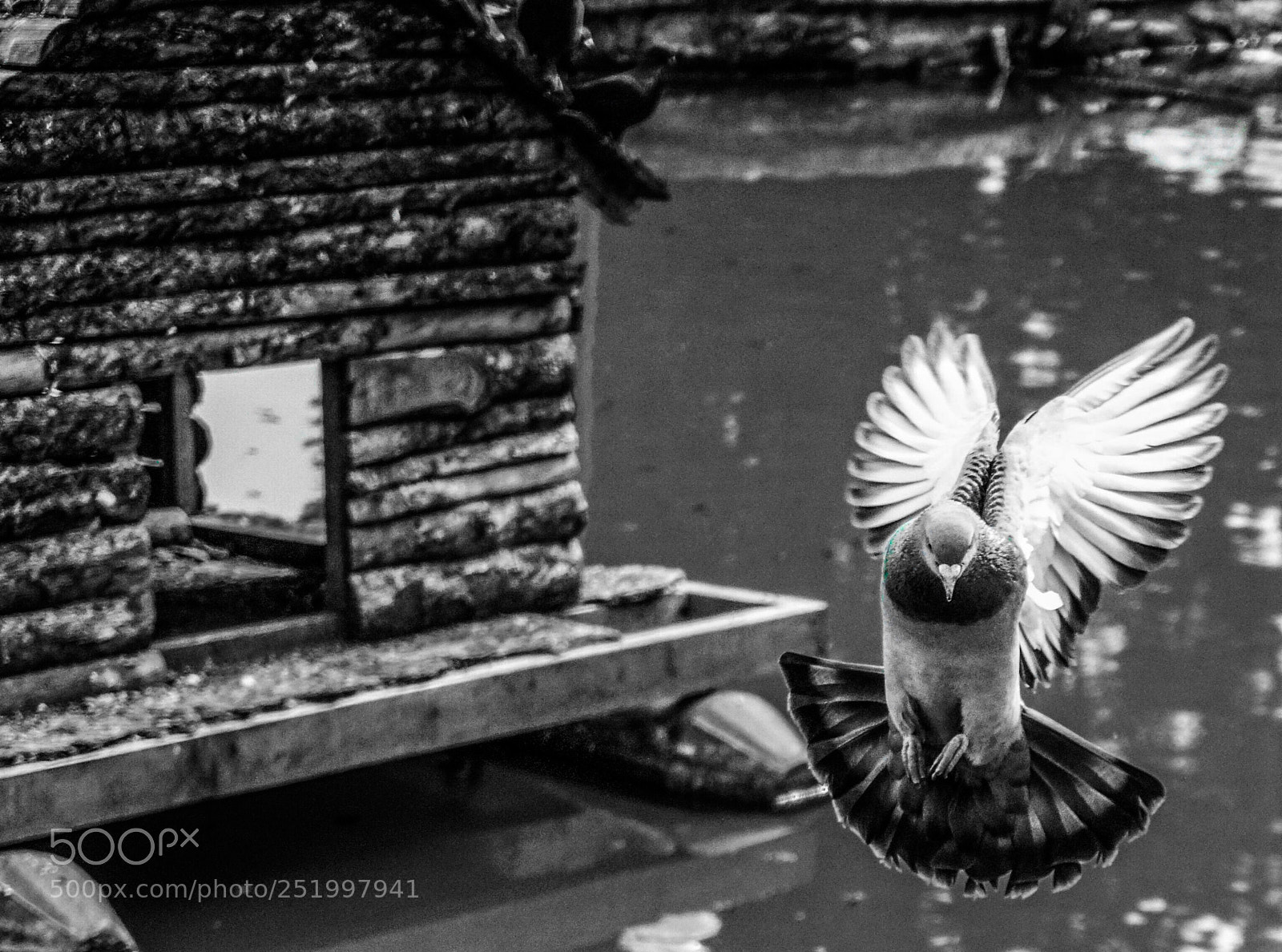 Sony a5100 sample photo. Bird photography