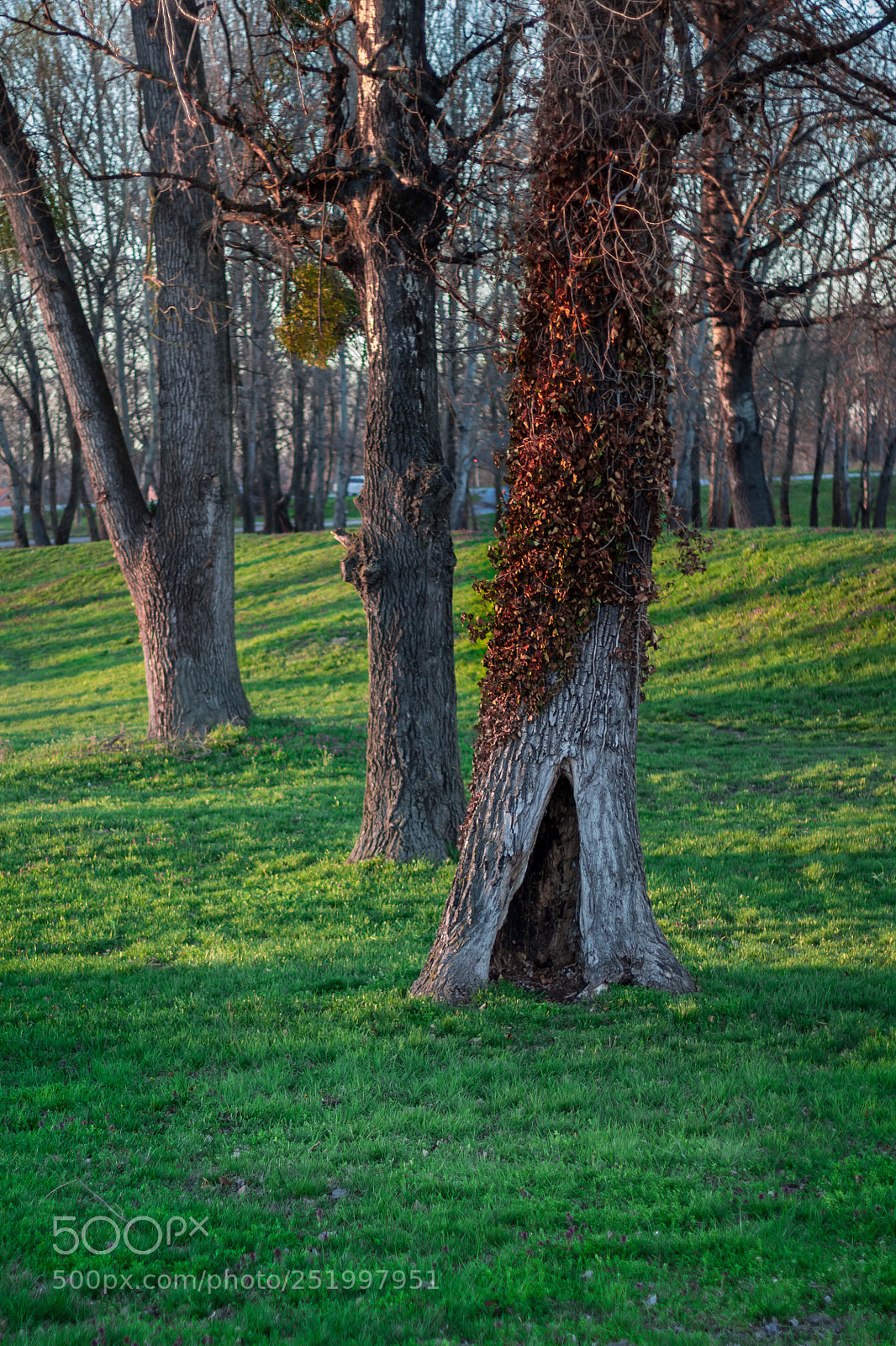 Canon EOS 1300D (EOS Rebel T6 / EOS Kiss X80) sample photo. Hollow tree photography