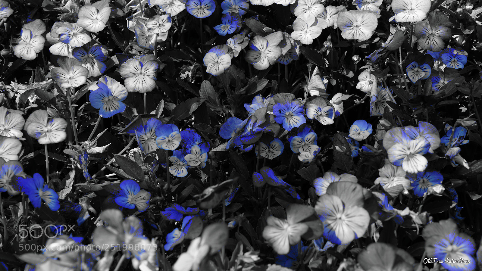Sony a6000 sample photo. Blue spring in texas photography