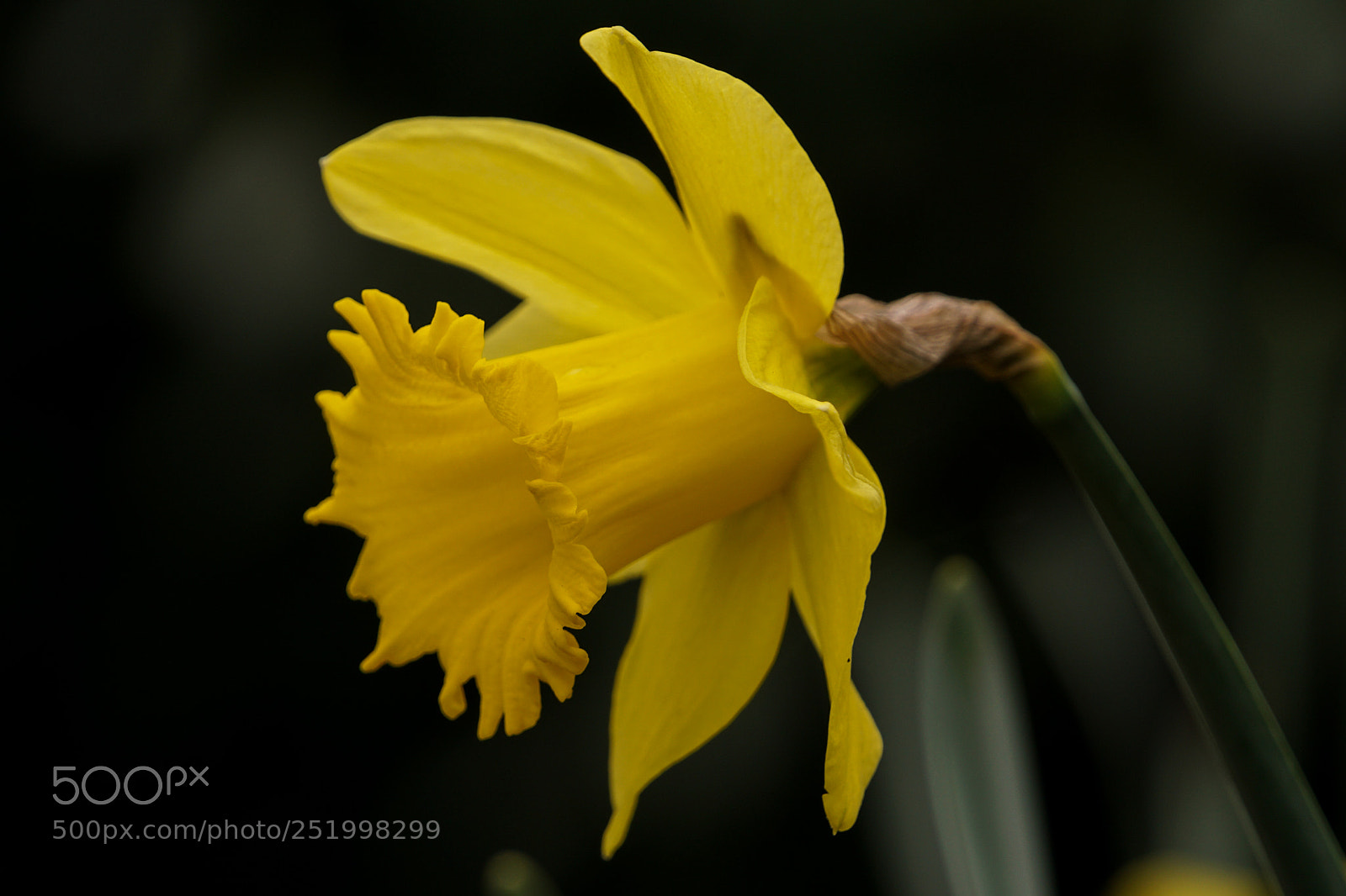 Sony a6000 sample photo. Yellow photography