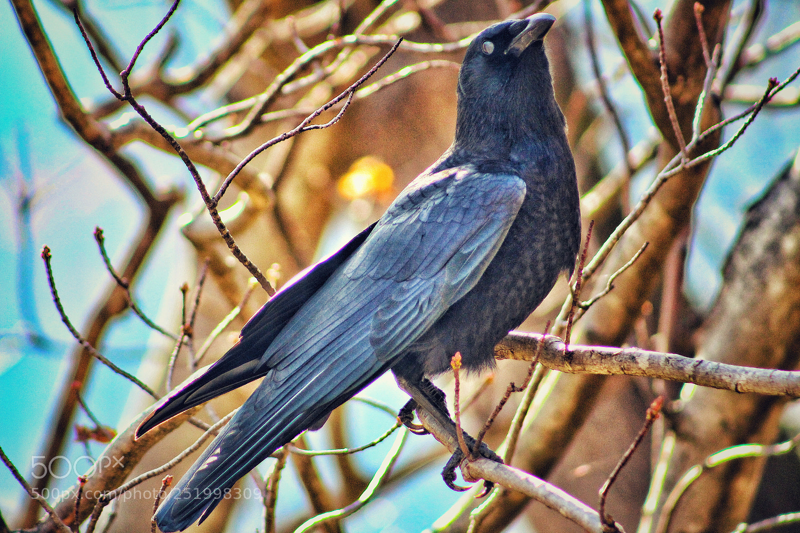 Canon EOS 700D (EOS Rebel T5i / EOS Kiss X7i) sample photo. Crow photography