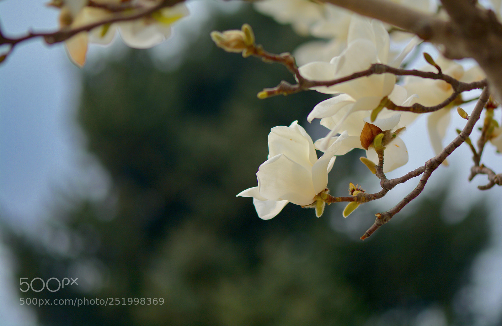 Nikon D7100 sample photo. Spring in beijing photography
