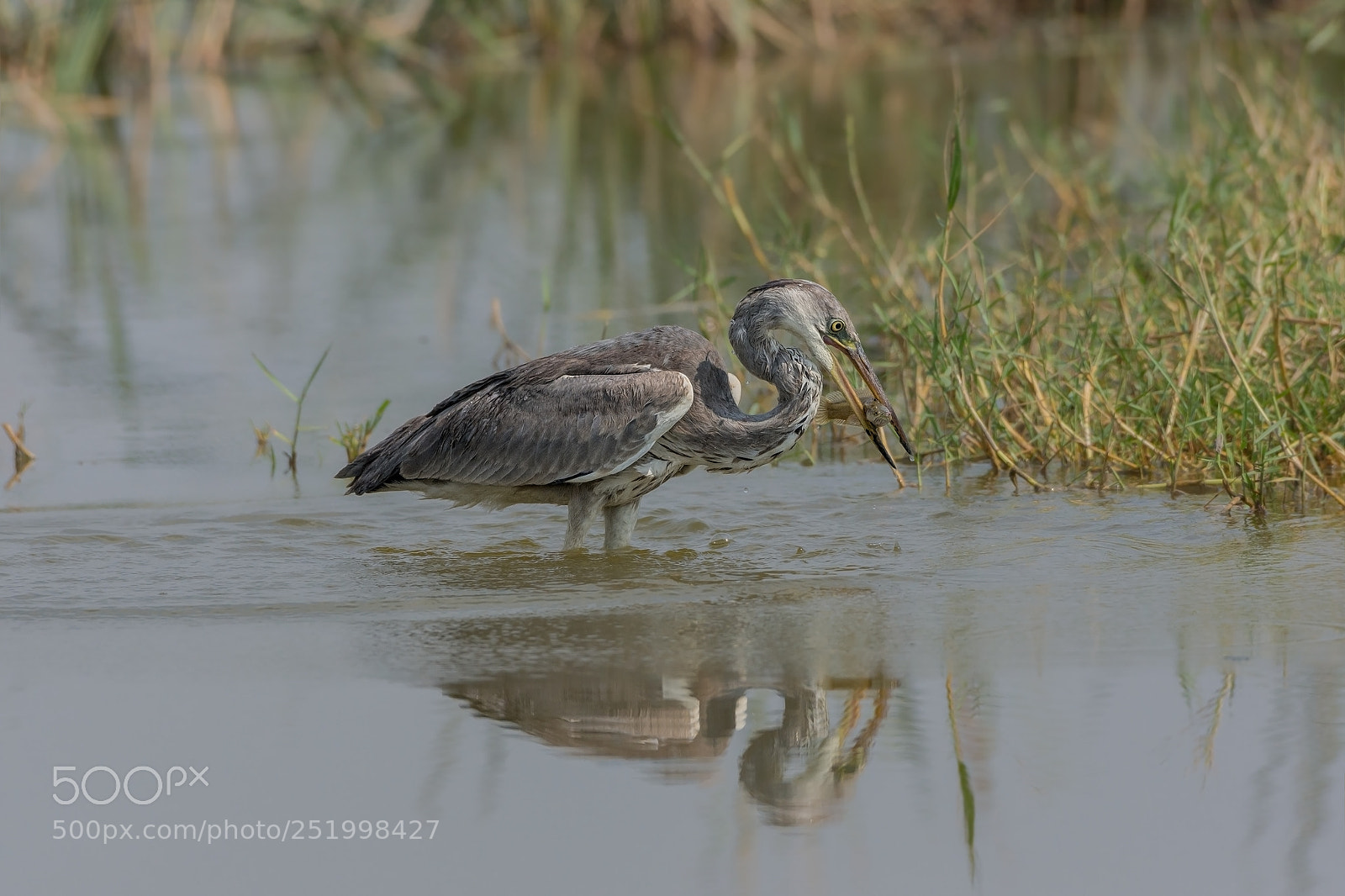 Nikon D7200 sample photo. Grey heron  (ardea cinerea) photography