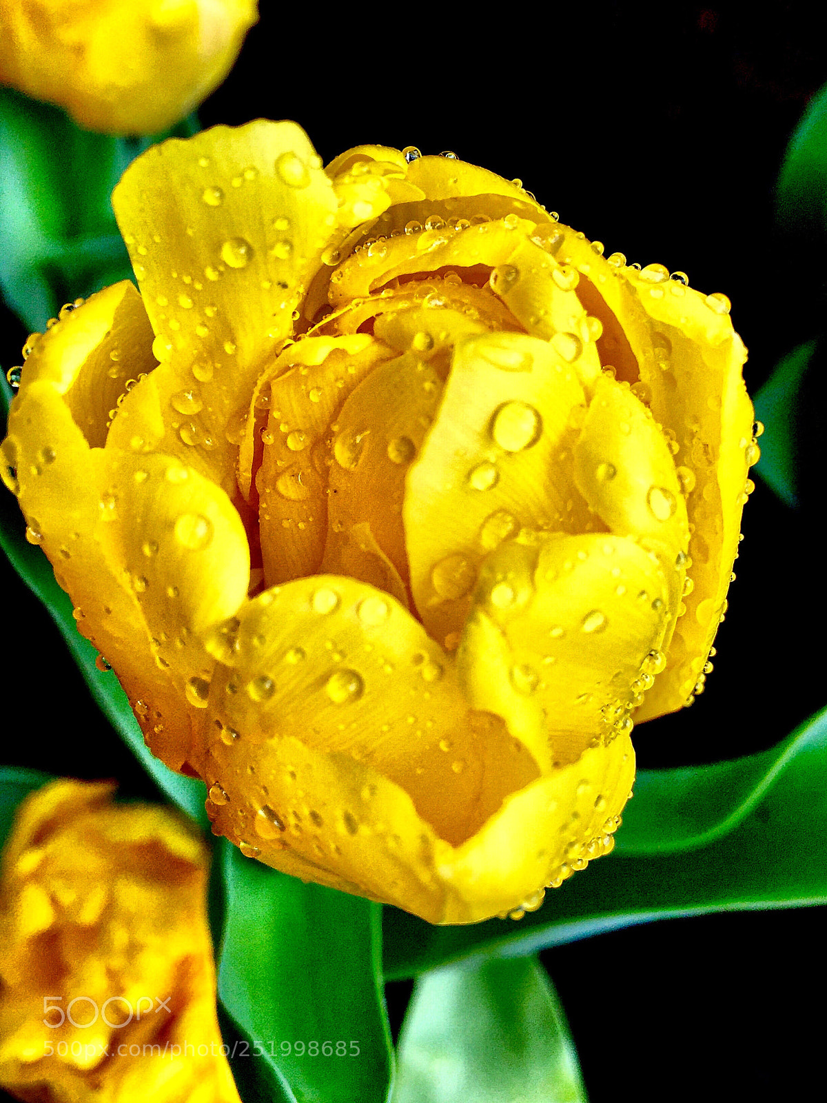 Apple iPhone 6 Plus sample photo. Tulip photography
