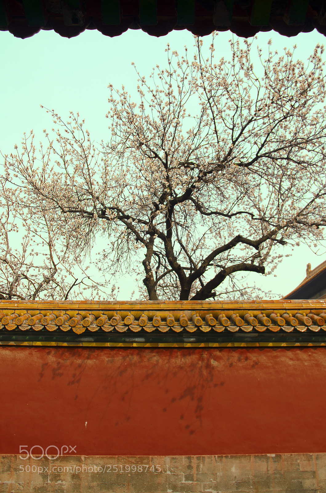 Nikon D7000 sample photo. Flowers of forbidden city photography