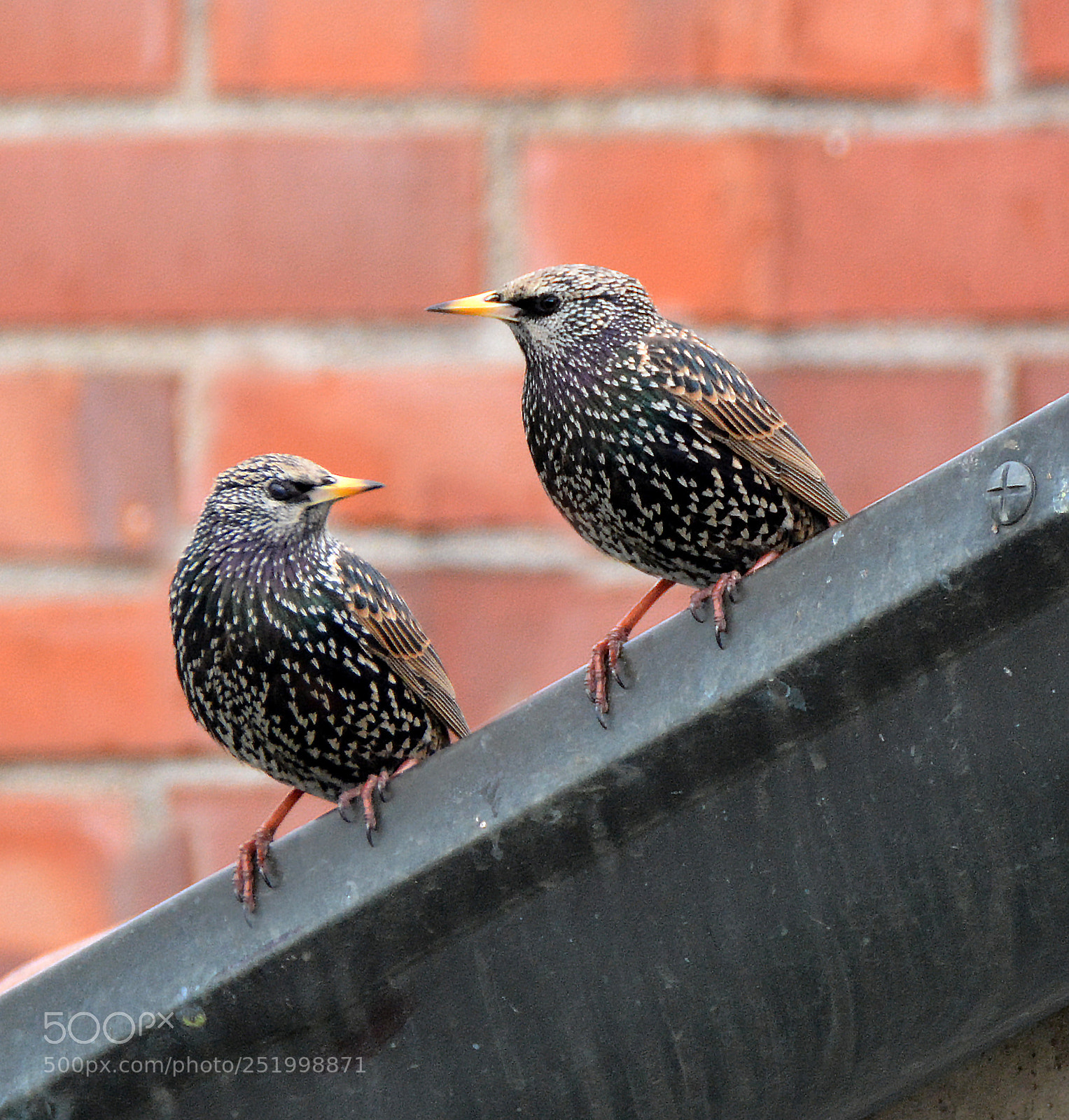 Nikon D7100 sample photo. On the roofs photography