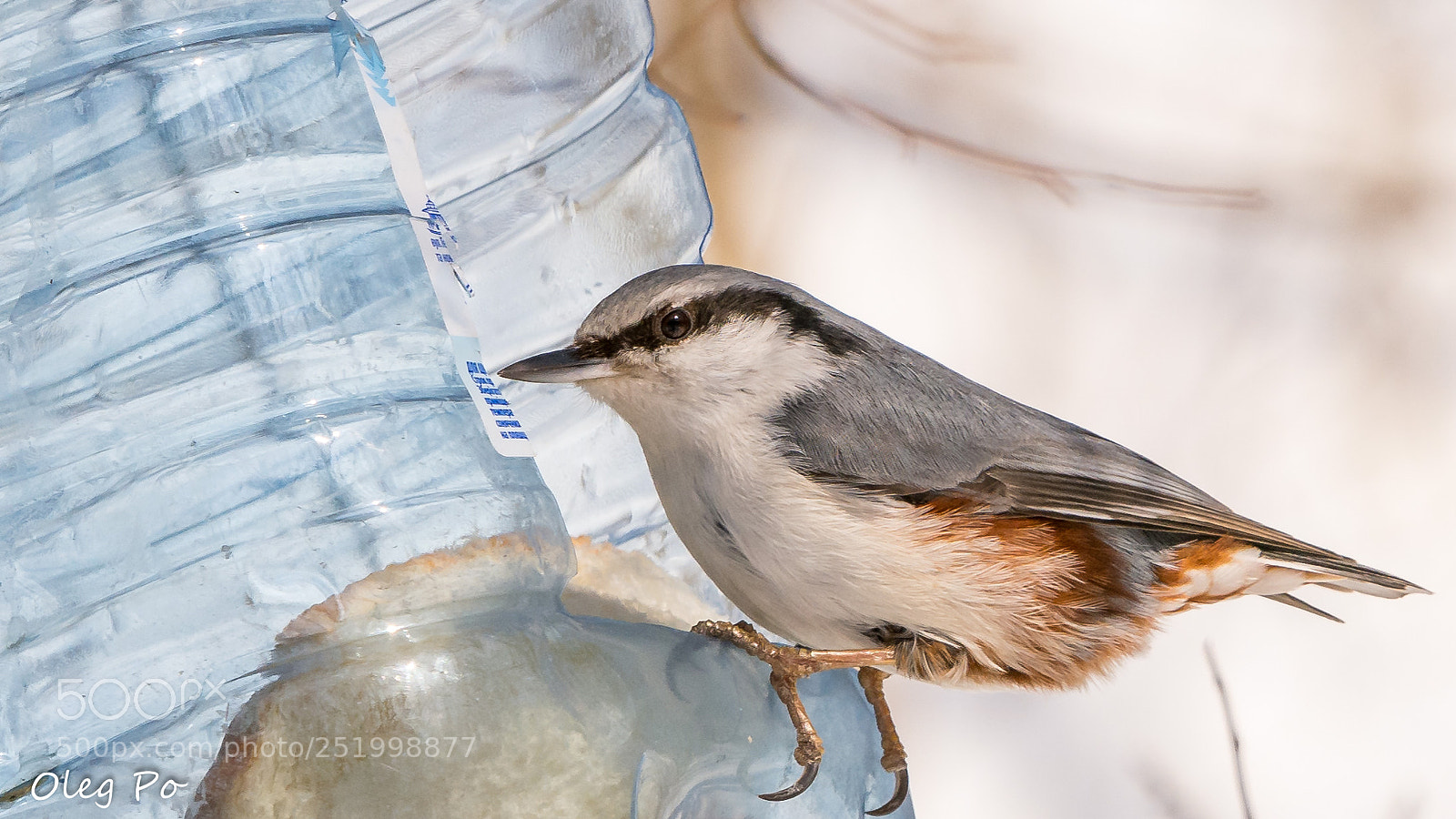 Nikon D7200 sample photo. Winter birds #5 photography