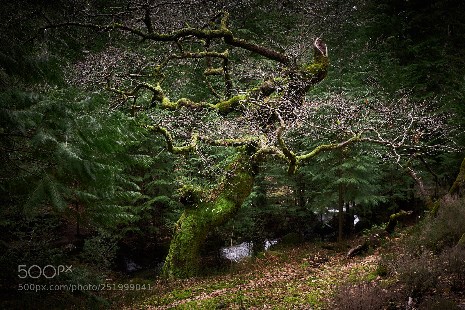 Sony a7R II sample photo. Magic forest photography