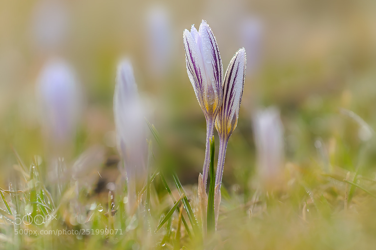 Nikon D300 sample photo. Роса (a dew) photography