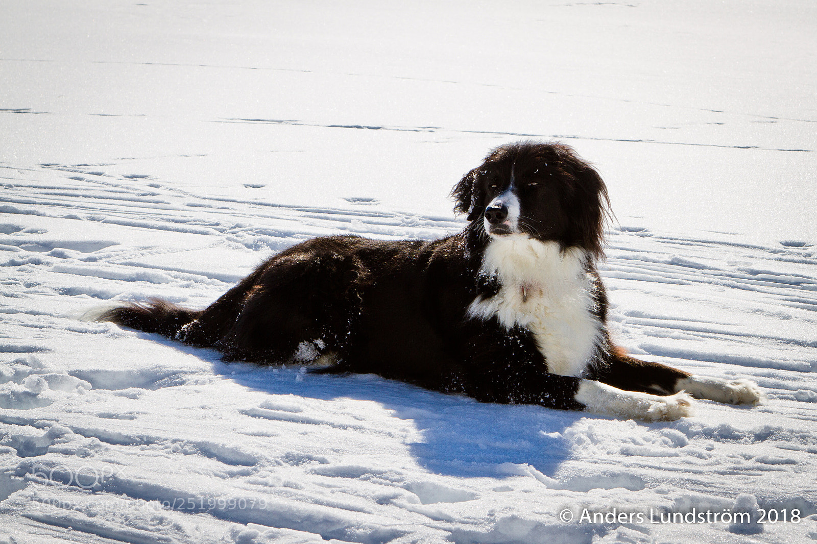 Canon EOS 7D sample photo. Chanza - 11årig bordercollie photography