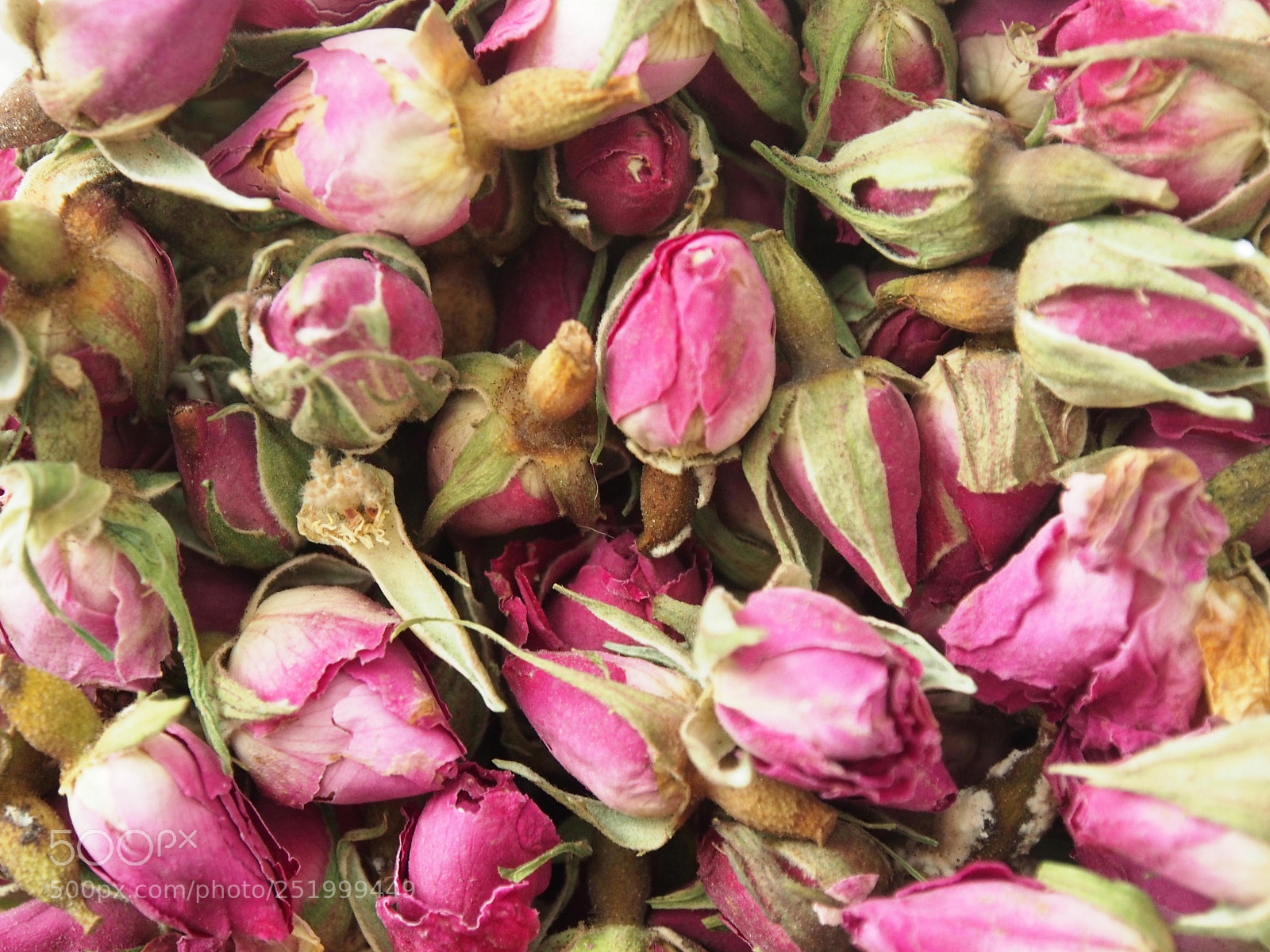 Olympus OM-D E-M5 sample photo. Pool of rose buds photography
