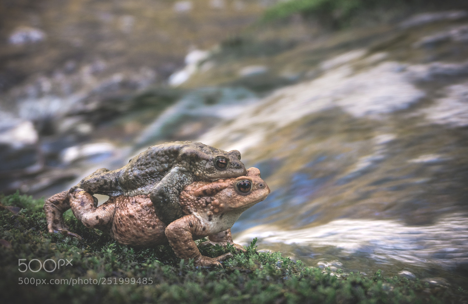 Sony a6000 sample photo. Toads love photography