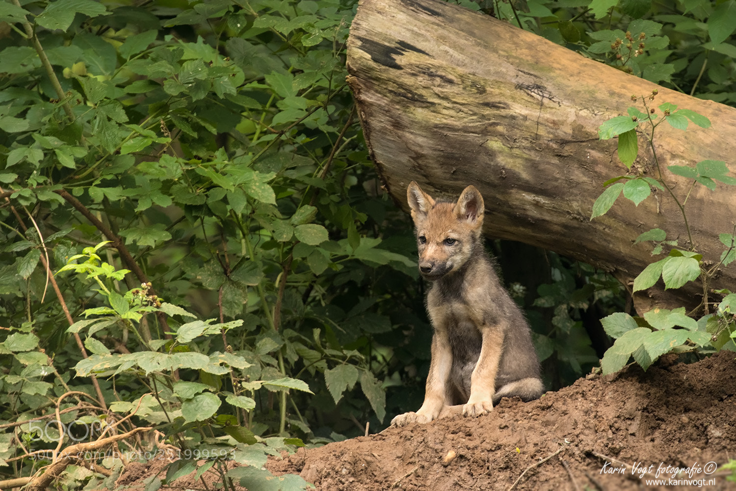 Canon EOS 80D sample photo. Wolf cub photography