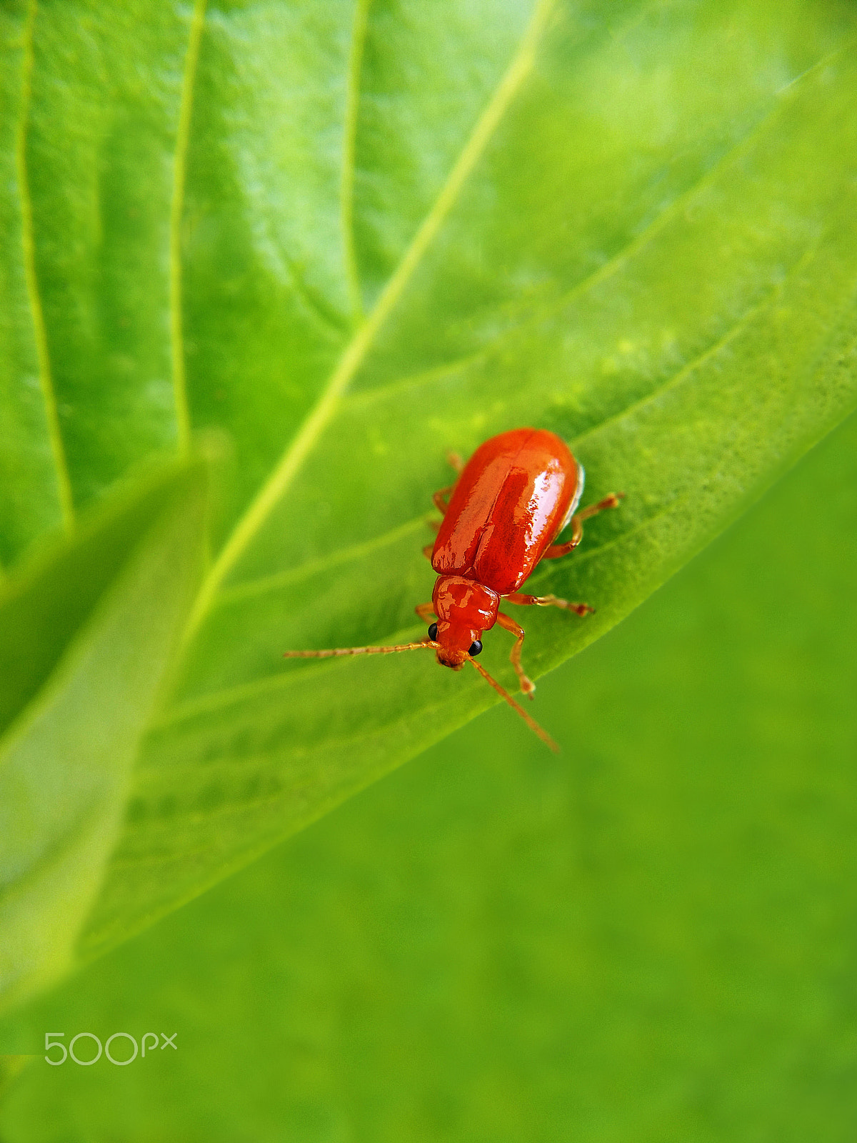 Samsung Galaxy A9 Pro sample photo. Beautiful red bug (tiny world of nature) photography